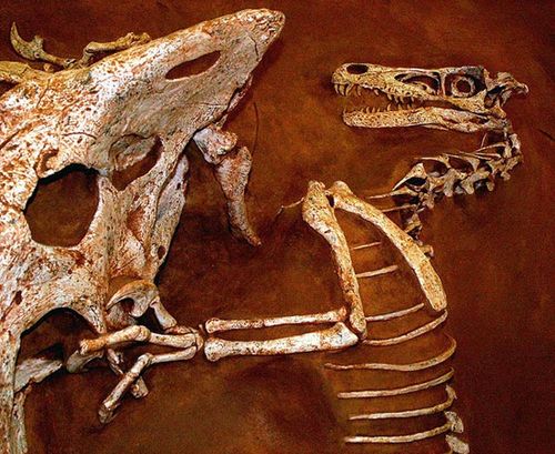 This picture shows a replica of an amazing fossil that captured a Velociraptor and Protoceratops fighting in the heat of battle. The fossil was discovered in 1971 in Mongolia and is considered a national treasure by the country.