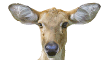 c2UuZ2lm.gif