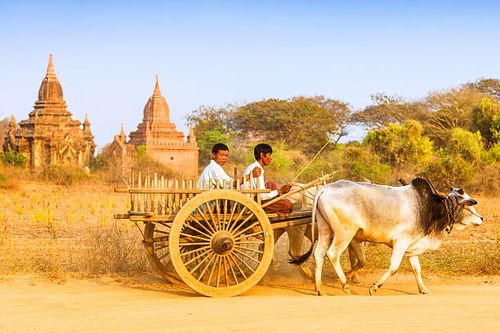 asian farmer riding wooden cart, Myanmar "Bagan, Myanmar - March 1, 2010: Two burmese men riding an ox cart on a dusty road near temple in Bagan." bullock cart stock pictures, royalty-free photos & images