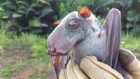 Genetic trove aims to unlock bats’ secrets to long life - Financial Times