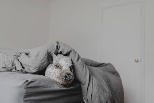 miniature pig in a bed covered with duvet - pig bed stock pictures, royalty-free photos & images