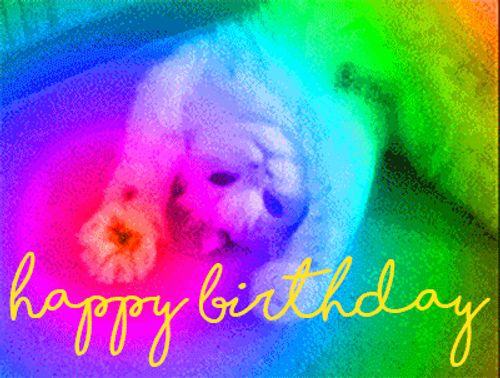 Cute Cat Birthday gif