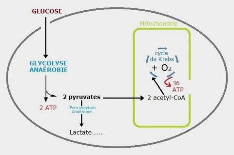 Tout comprendre sur la physiologie du jeûne en naturopathie