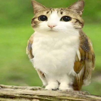 a brown and white cat sitting on top of a tree branch