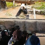 东京动物园熊猫将返回中国，日本会就此失去熊猫吗？
