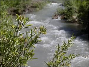 As the willows grow,  they will begin to support the banks and shade the stream.  This improves both fish and wildlife habitat, helping to keep East Canyon Creek a healthy stream into the future.
