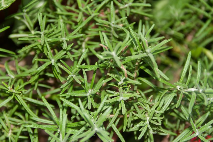 Cleavers