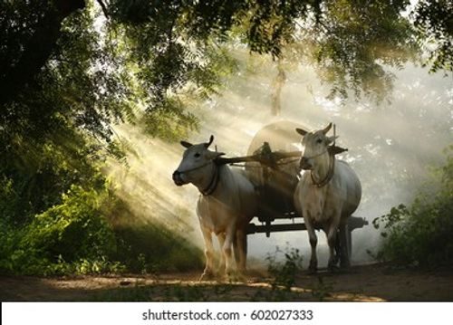 ox carts Stock Photo