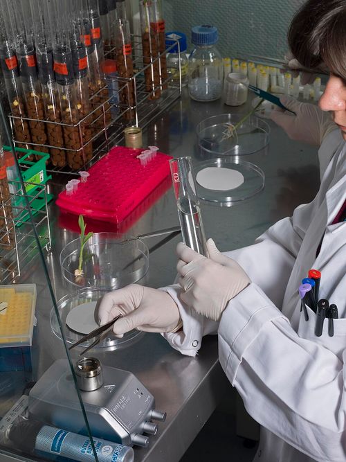 Agricultural biotechnology - Wikipedia