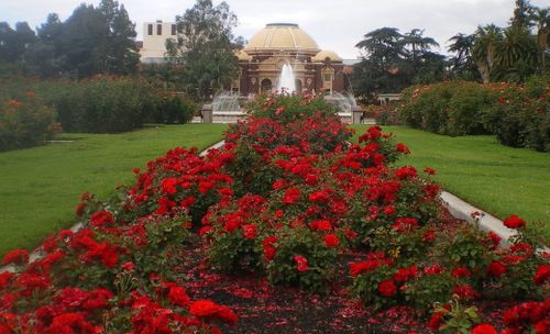Exposition Park Rose Garden
