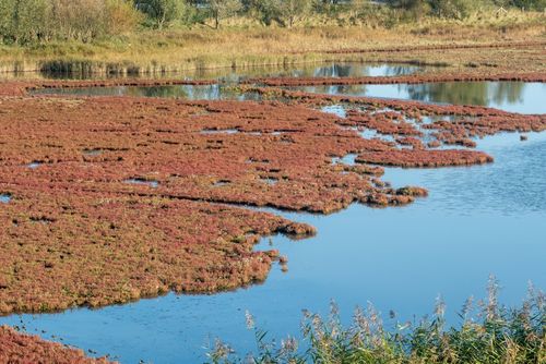 De Weerribben-Wieden National Park