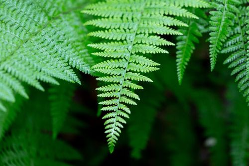 Ferns in the Summer