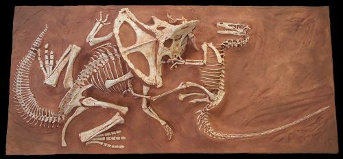 Velociraptor & Protoceratops Fighting Dinosaurs