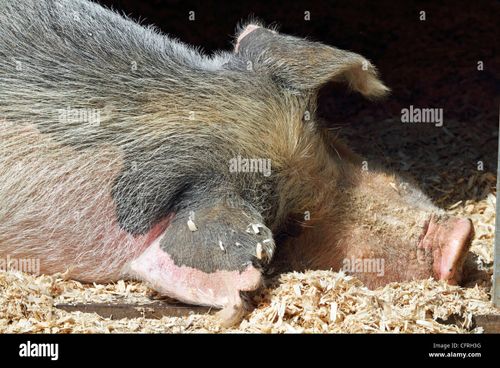 A sleeping pig. Turtleback Zoo, West Orange, New Jersey, USA. - Stock Image