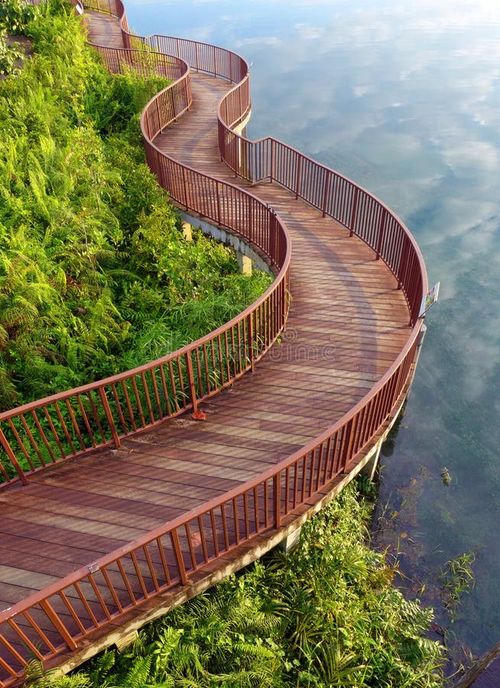 A photograph showing the beautiful curving wooden board walkway in a tropical nature park. This natural style boardwalk is built along the side of a lake and curves follow the lake edge. Nature lovers are able to get a view of the lake as well as the tropical wild life and plants on the other side. Location is Singapore, famous Garden City of southeast Asia. Nature stock images, royalty-free photos and pictures