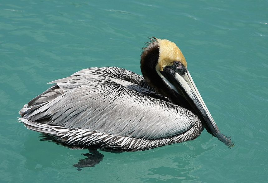 Brown+Pelican
