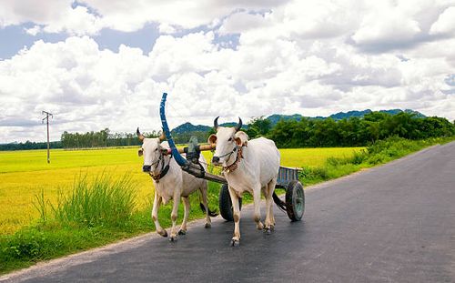 Bull cart at ricefield in An Giang, Mekong Delta, Vietnam The Mekong Delta in southern Vietnam is a vast maze of rivers, swamps and islands, home to floating markets, pagodas and villages surrounded by rice paddies. Boats are the main means of transportation, and tours of the region often start in nearby Ho Chi Minh City (formerly known as Saigon) or Can Tho, a bustling town in the heart of the delta. bullock cart stock pictures, royalty-free photos & images