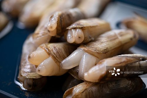 海鲜贝类蛏子图片素材
