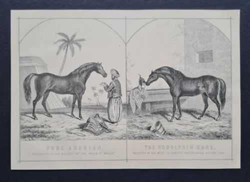 Antique 1882 Equestrian Print - Pure Arabian - Godolphin Barb - Horse Racing - Image 1 of 3