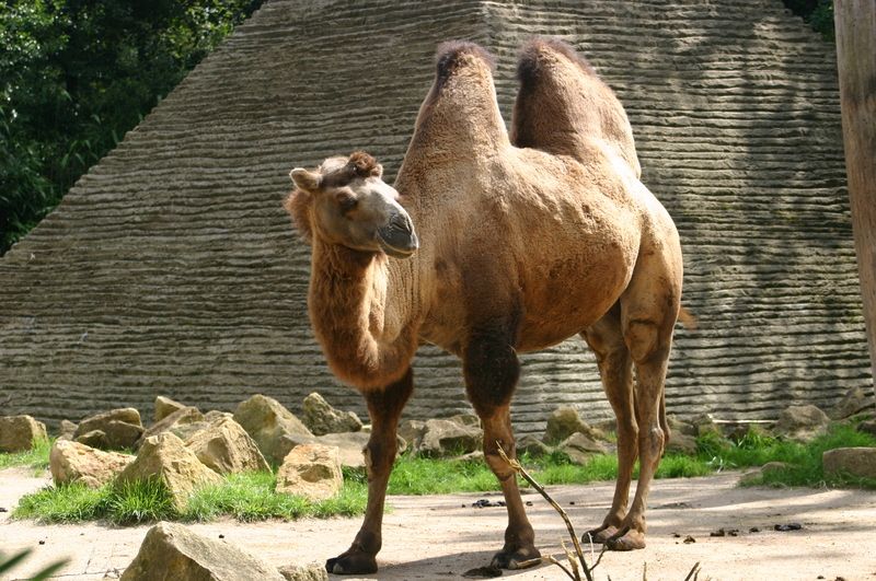 camel's humps