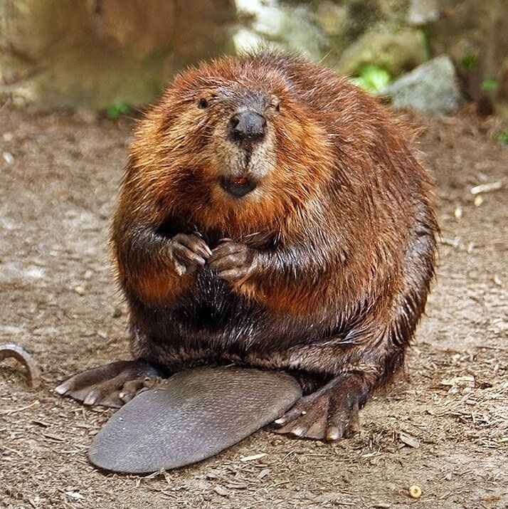 beavers