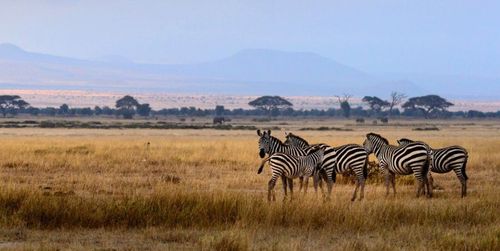 Elephants in Amboseli with Kilimanjaro