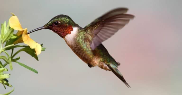 Ruby-throated Hummingbird