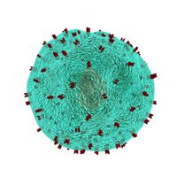 Cancer cells release antioxidants to prevent immune cells from destroying them - Medical Xpress
