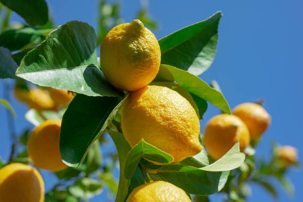 lemon tree