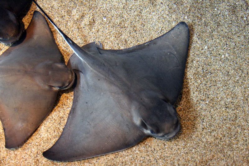 The Powerful Bat Ray