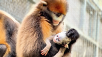 Fourth snub-nosed monkey offspring welcomed in SW China's Guizhou - CGTN