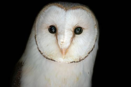 Barn Owl