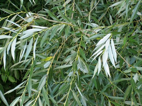 Salix_alba_leaves.jpg