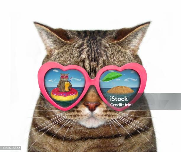Cat In Sun Glasses With A Reflection Stock Photo - Download Image Now - Domestic Cat, Beach, Animal