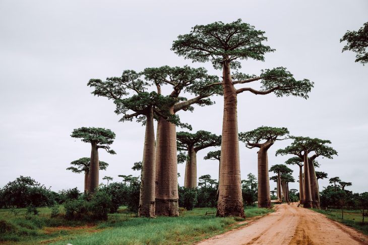 Madagascar’s Rare Wild Pepper Faces Extinction Threat as Forests Disappear