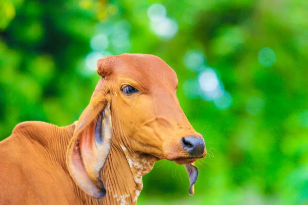 गाय आश्रय में