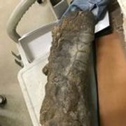 r/interestingasfuck - The hoof of a Hadrosaur dinosaur was discovered with fully intact skin.