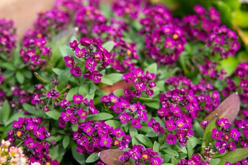 purple flowers