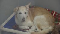Winnipeg Humane Society starts 2025 bursting at the seams with limited capacity