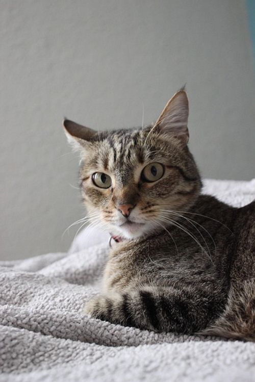 Free She Cat Pose Feline photo and picture