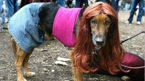 Pétition · NON A L'OUVERTURE D'UNE MAISON CLOSE ZOOPHILE AU DANEMARK !!! · Change.org