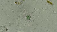 In an $80 Motel Room, a Discovery to Shed Light on the Origins of Life - nytimes.com