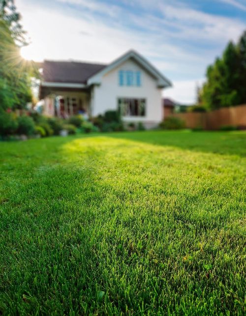 Photo closeup of green lawn with blurred house in the background backyard landscaping