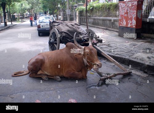 Bullock cart and resting bull ; Bombay Mumbai ; Maharashtra ; India - Stock Image