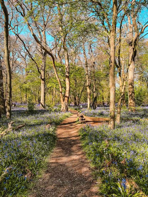 Hagbourne Copse