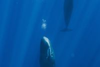 Researchers tag 42 sleeping giants in Arctic Circle – and make breathtaking discovery - BBC Wildlife Magazine