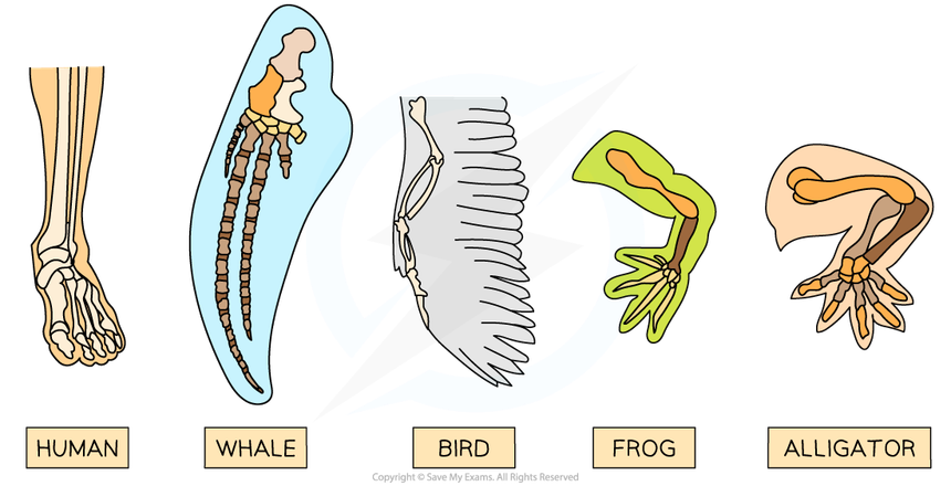 Pentadactyl limbs in different species