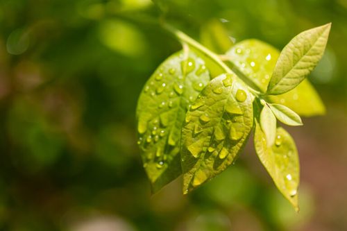 Dew Drops on Leaves