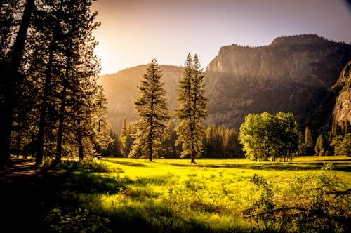Free Captivating autumn scene with sunlit forest clearing and mountains at sunset, perfect for nature backgrounds. Stock Photo