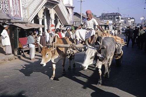 Oxen-drawn cart passing Chandanpura Mosque in Chittagong, Bangladesh